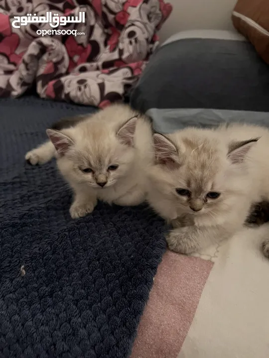 British Short Hair Kittens for rehoming