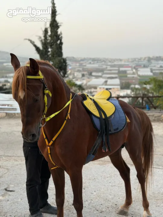 مهر عربي للبيع