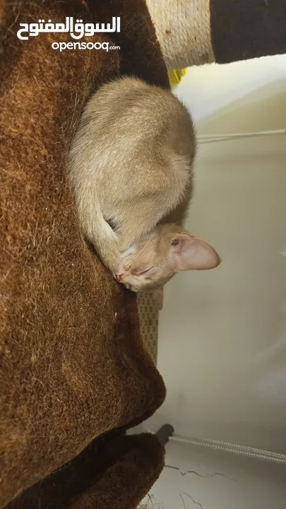 Exquisite Abyssinian kittens for sale للبيع قطط فخمة حبش