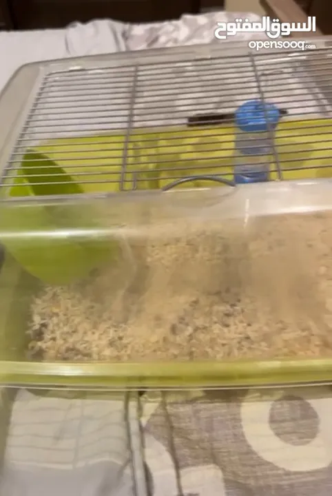 1 big hamster and 4 baby hamsters   1 هامستر كبير و 4 هامستر صغير