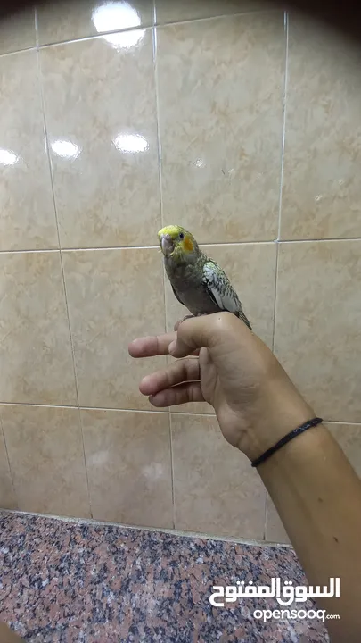 ببغاء كوكتيل اليف وعمرو صغير