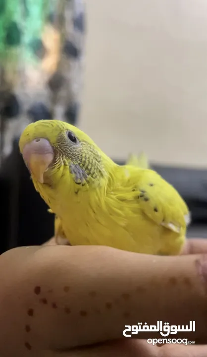 African Love bird one month old baby’s Cocktail breeding pair and budgies available