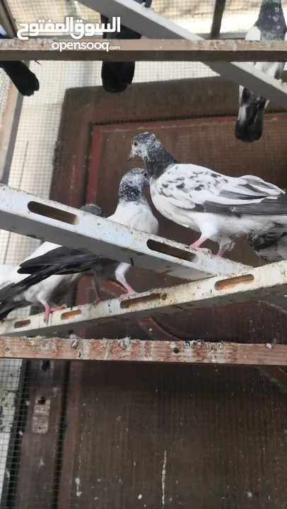 Pakistani Pigeons for exchange