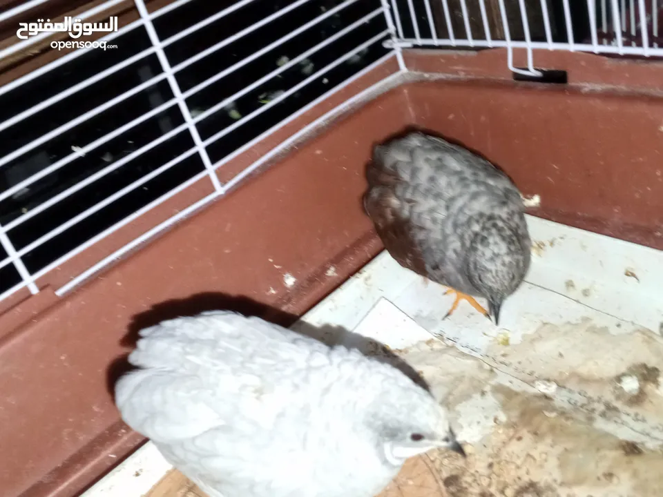 2ذكر سمان صيني (Button Quail) بحالة ممتاز، من طفرات نادرة وجميلة.