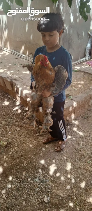 "جوز براهما ثقيل ونظيف – عمر سنة"
