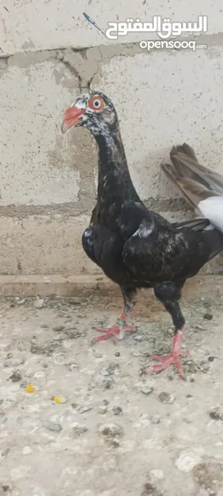 مخاليف سلافر