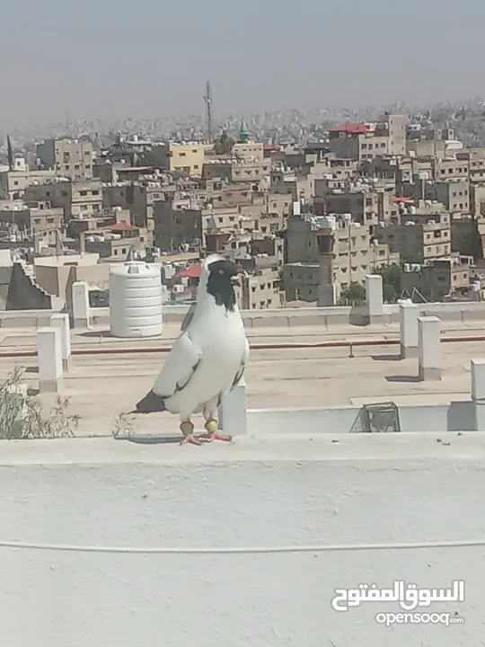 أرباش لبيع