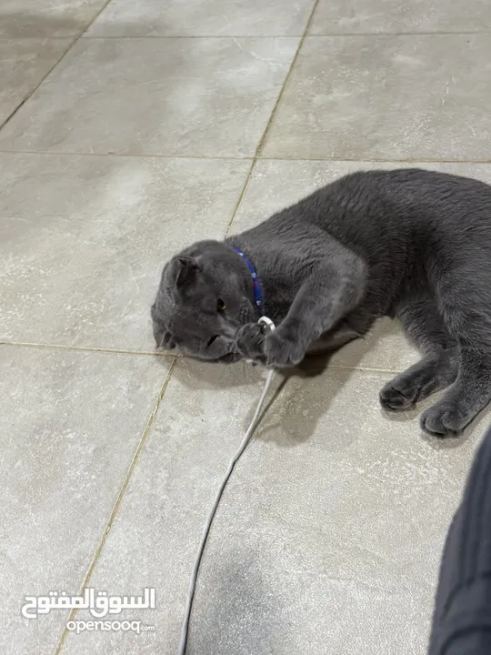 قط Scottish Fold للبيع بسعر مميز