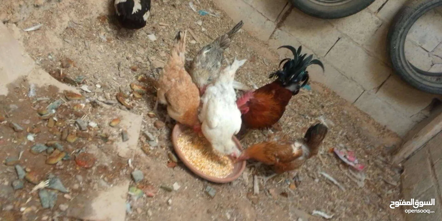 جاج بلدي بياض