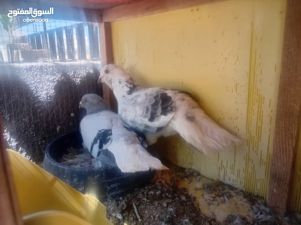 جواز حمام للبيع او بدل