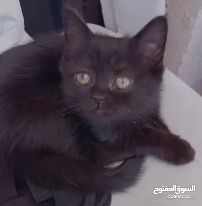 3 قطط مكس شانشيلا سكوتش فولد للبيع