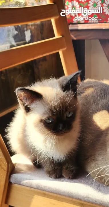 Mixed Siamese and Himalayan Kittens