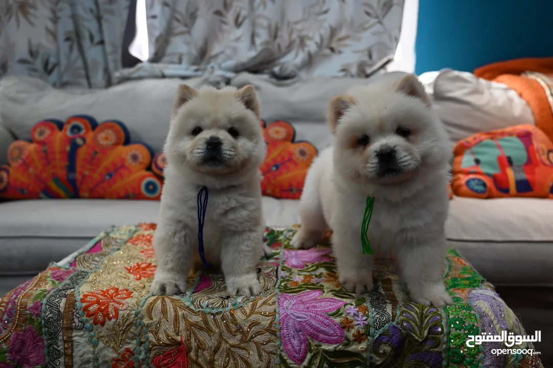 Maltipoo FeMale Puppies Available