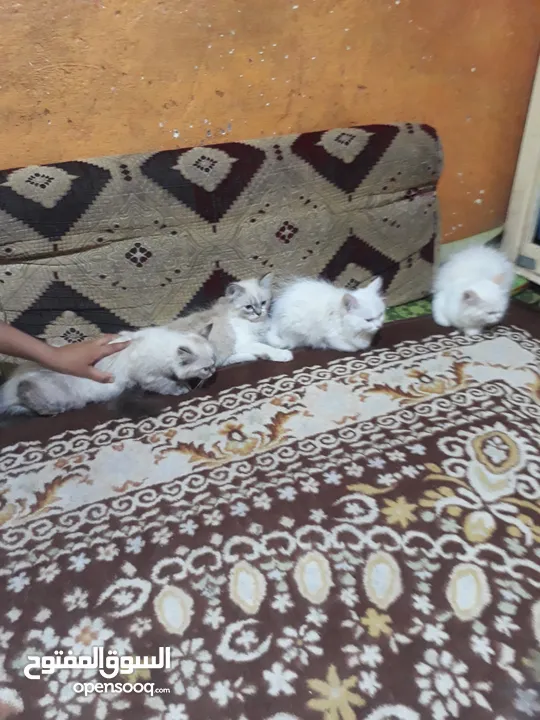 اربع قطط شيرازي