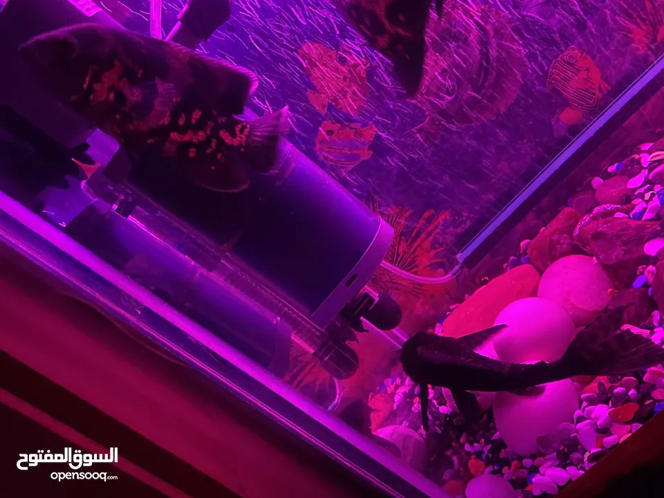 حوض سمك اوسكر كامل اغراضو للبيع