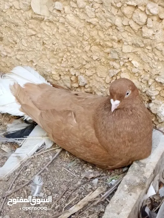 كوم حمام حوالي من 35 إلى 40 طير  للبيع