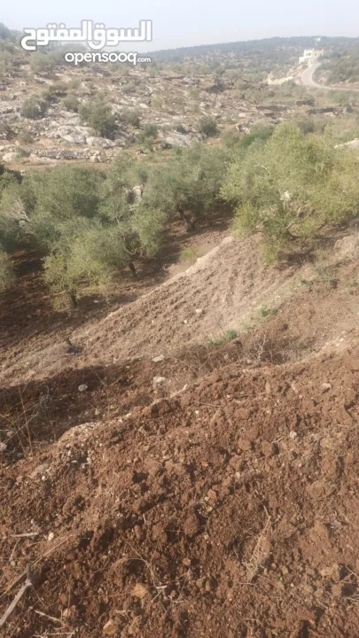 القبة الذهبية اراضي بلعا دير الغصون