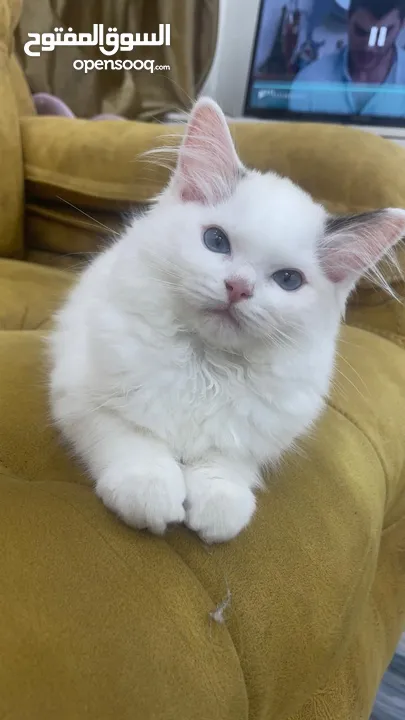 قطه انثى رغدول بيور دم صافي