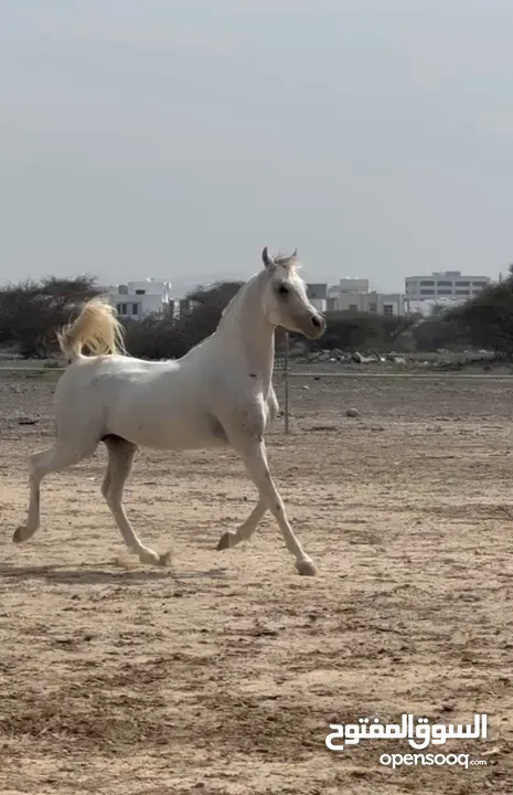 حصان جمال عربي اصيل