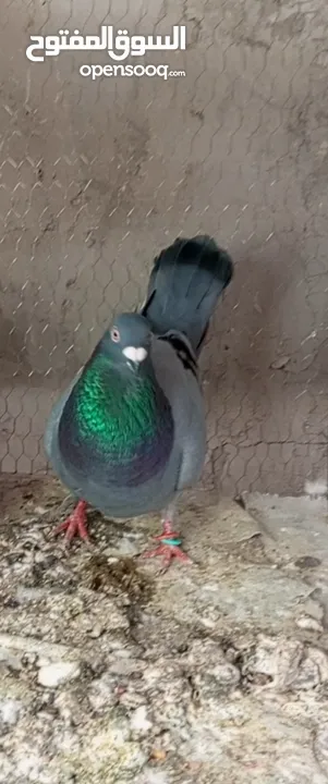جوز زواجل  معو  فراخين