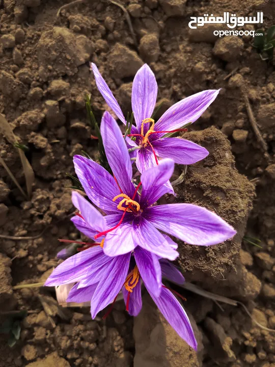 Saffron from iranian farms