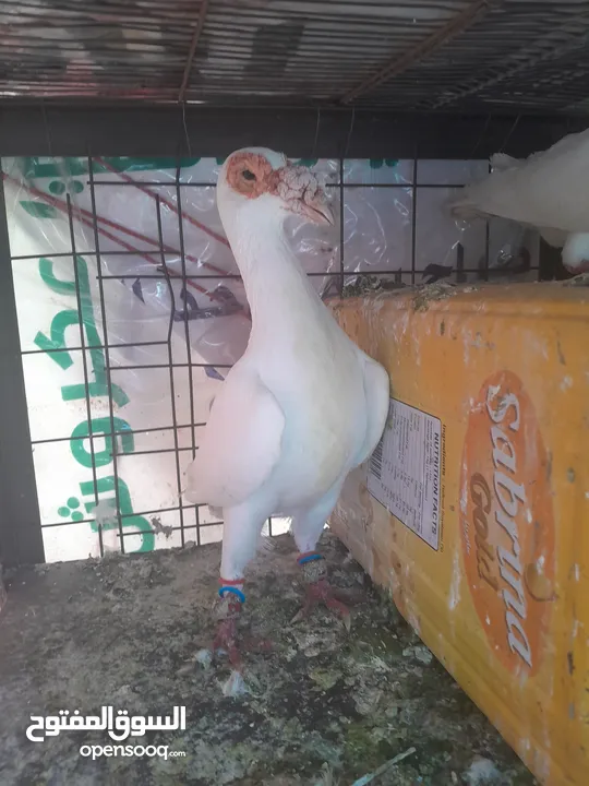 حمام جواز للبيع او البدل على دجاج