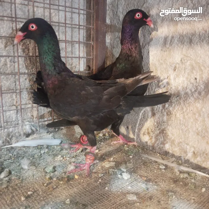 حمام للبيع