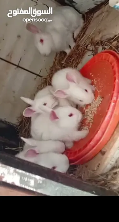 ارانب للبيع سلفيت