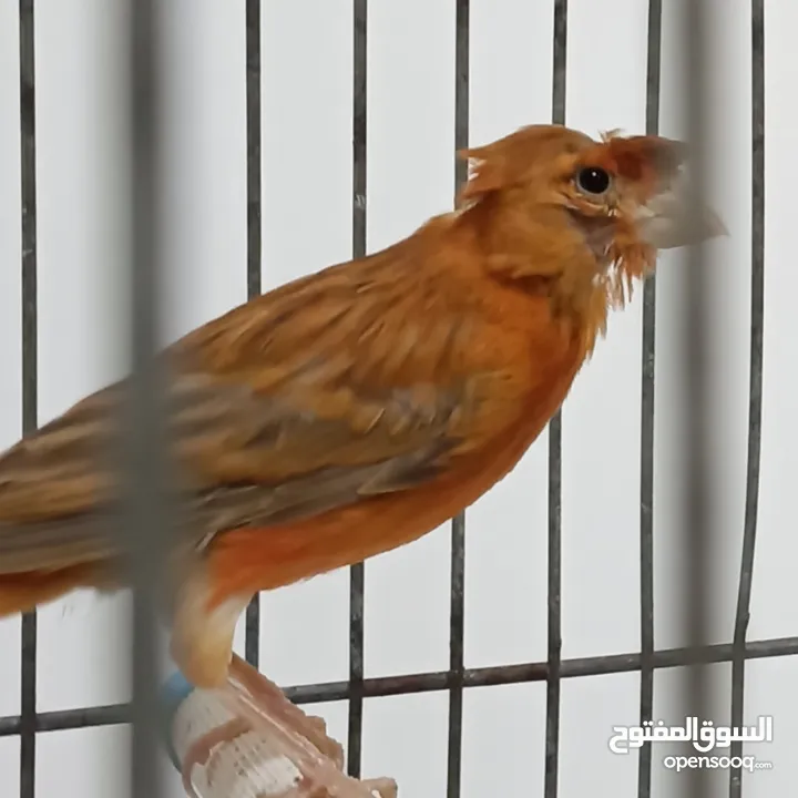 فحول وطواير كنار ( تربية فاخرة )