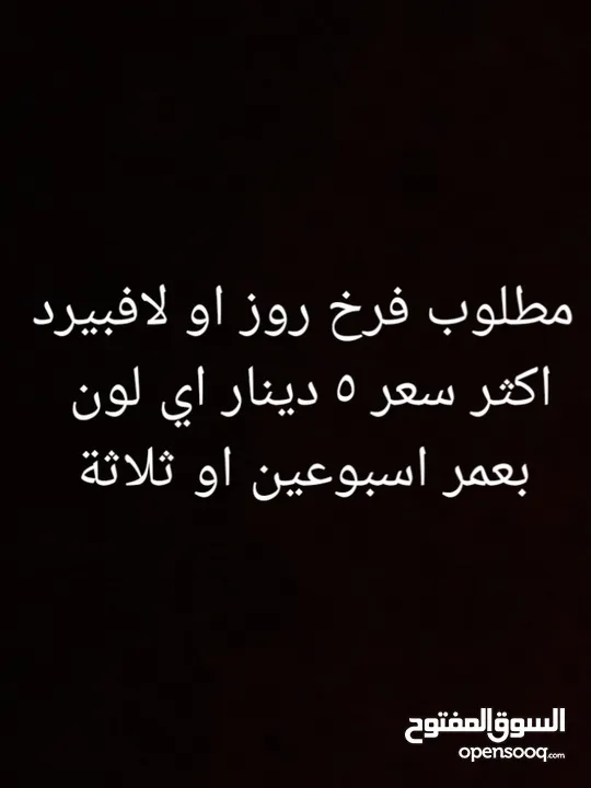 مطلوب طير روز فرخ
