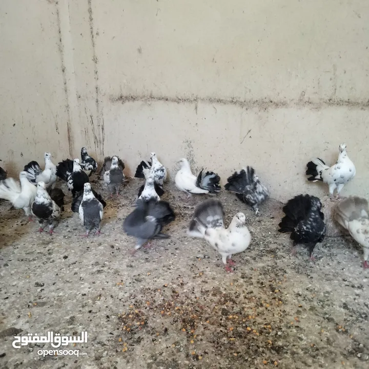 حمام هزاز للبيع