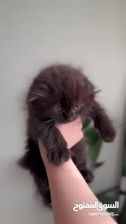 Chocolate Scottish fold girl