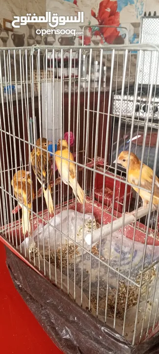 4 كنار شبه شغالات نظافه ولون او البدل على كوكتيل اليف