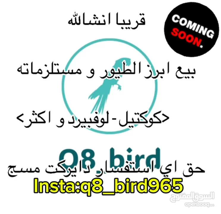 طيور: سولي فولو عشان تابعني ارخص اسعار في الكويت insta:q8_bird965