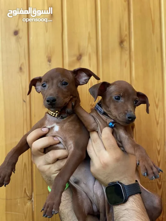 “للذوّاق فقط – Mini Pinscher بيور راقٍ ونادر
