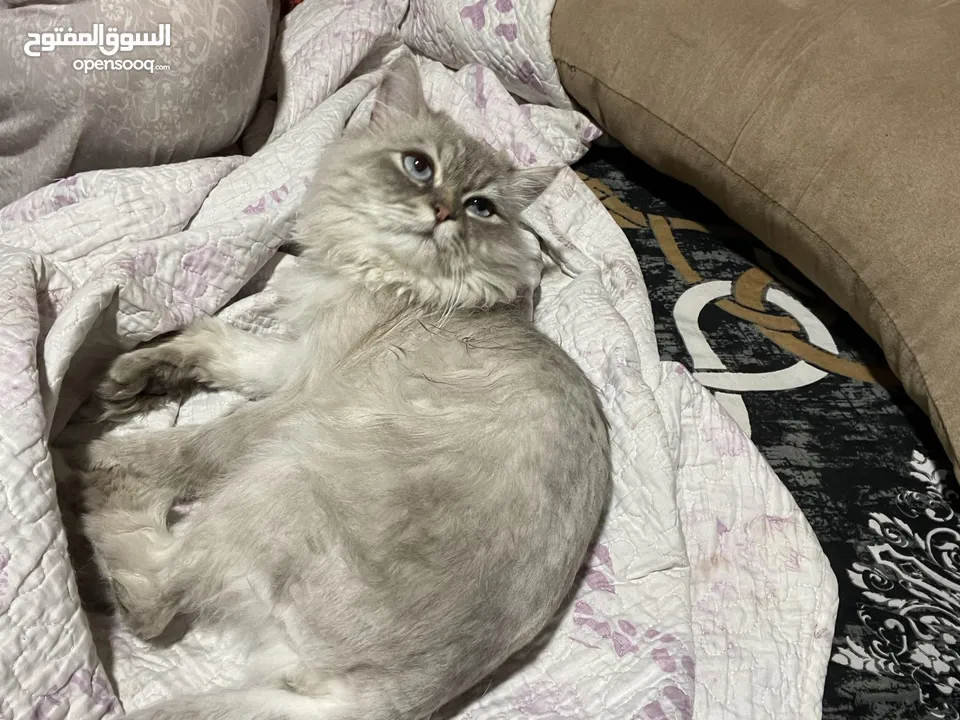 قط شانشيلا ذكر معقم للبيع ......قط للبيع