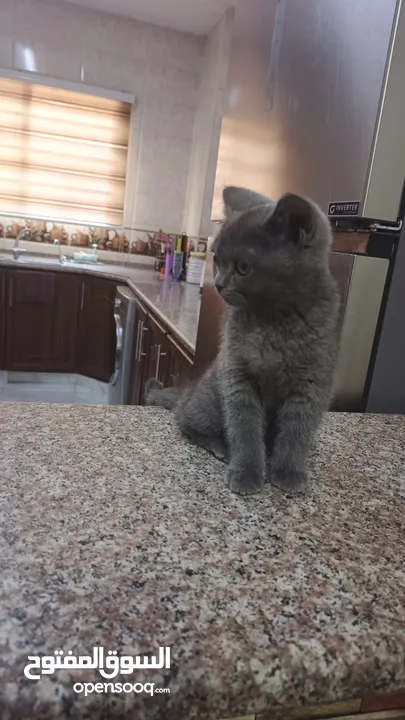 سكوتش ستريت عمره 3شهور بسعررر رمزززي