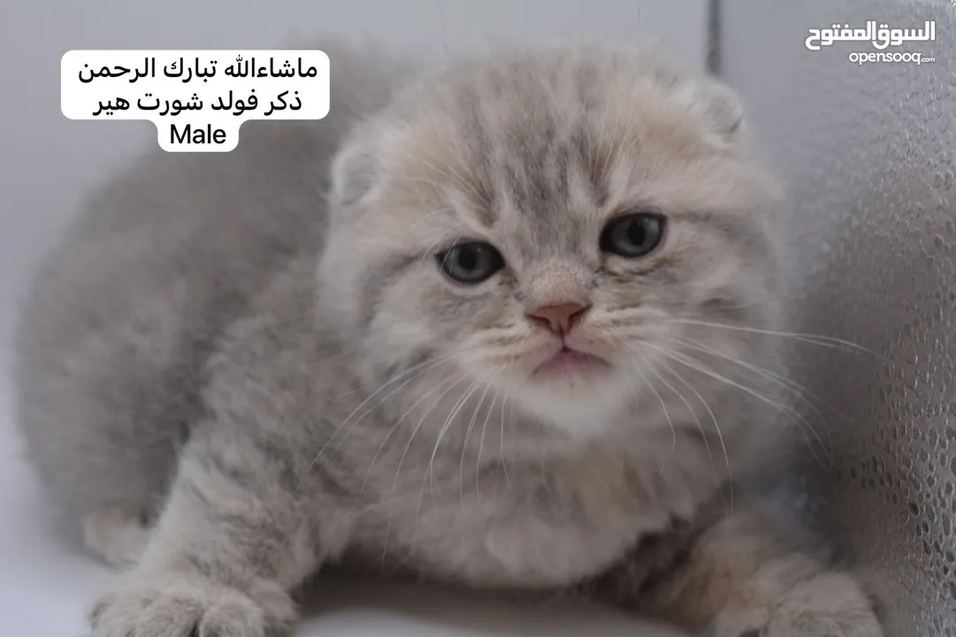 سكوتش كيتن فولد وستريت الوان مميزه ليلك ومشمشي وغيرها 15 كيتن