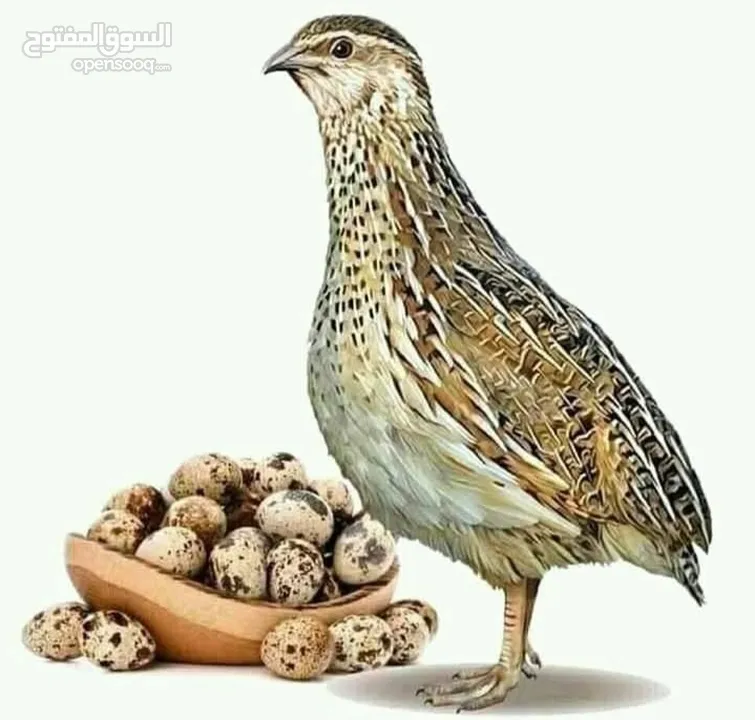 قفص عدد 2 المنيوم