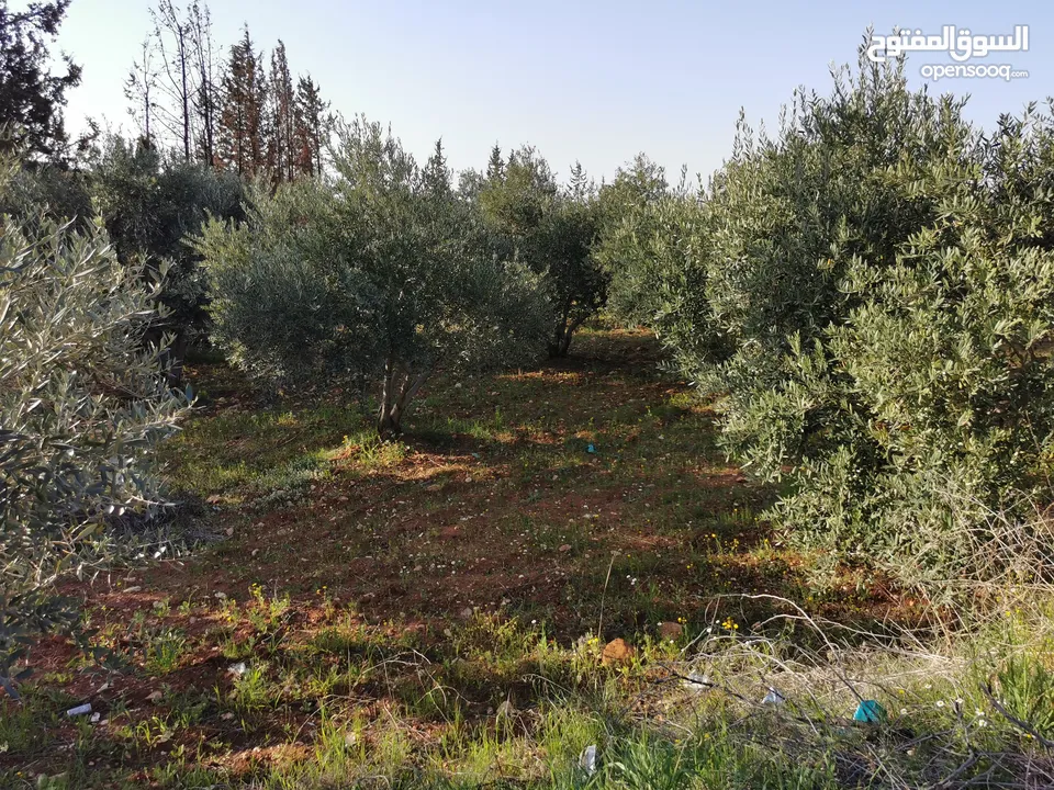 قطعة أرض مميزة في السلط الصبيحي سيحان بسعر مغري بمنطقة جميلة