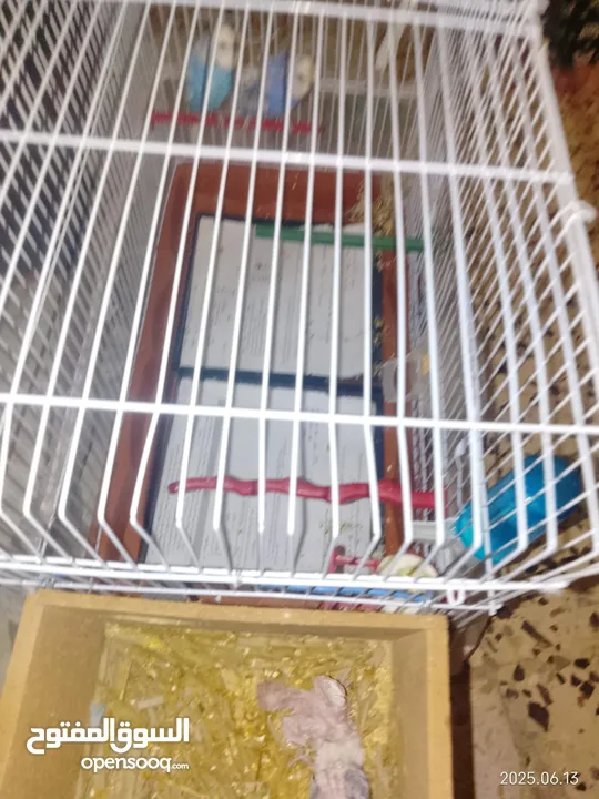 طيور للبيع