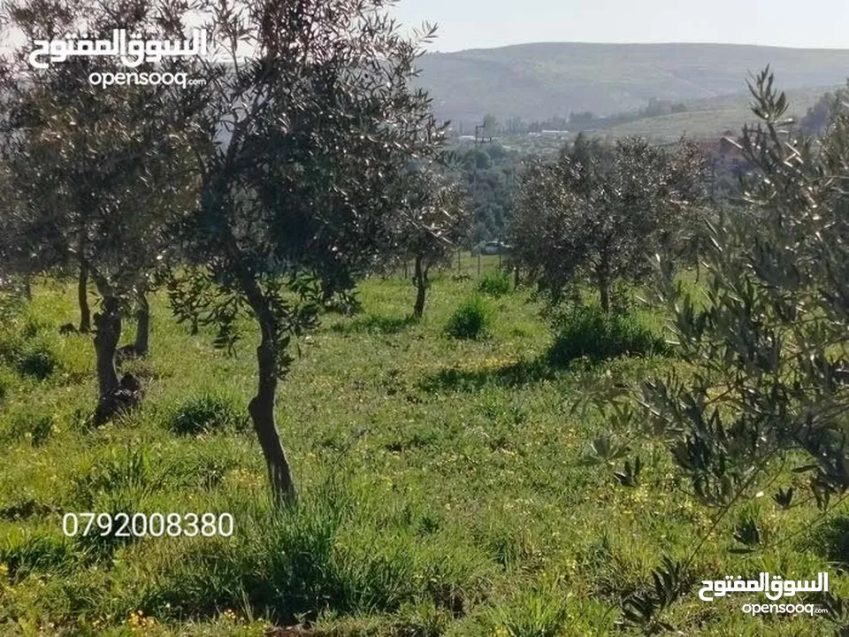 اجمل مزرعه بافضل سعر جاهزه مشجره منطقه دحل جرش