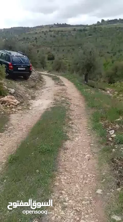 مزرعه زيتون للبيع الموقع جرش سوف