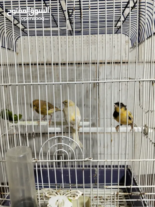 متاح بعد الصلاه على النبي كنار ذكور و اناثي المعني اقرا الوصف