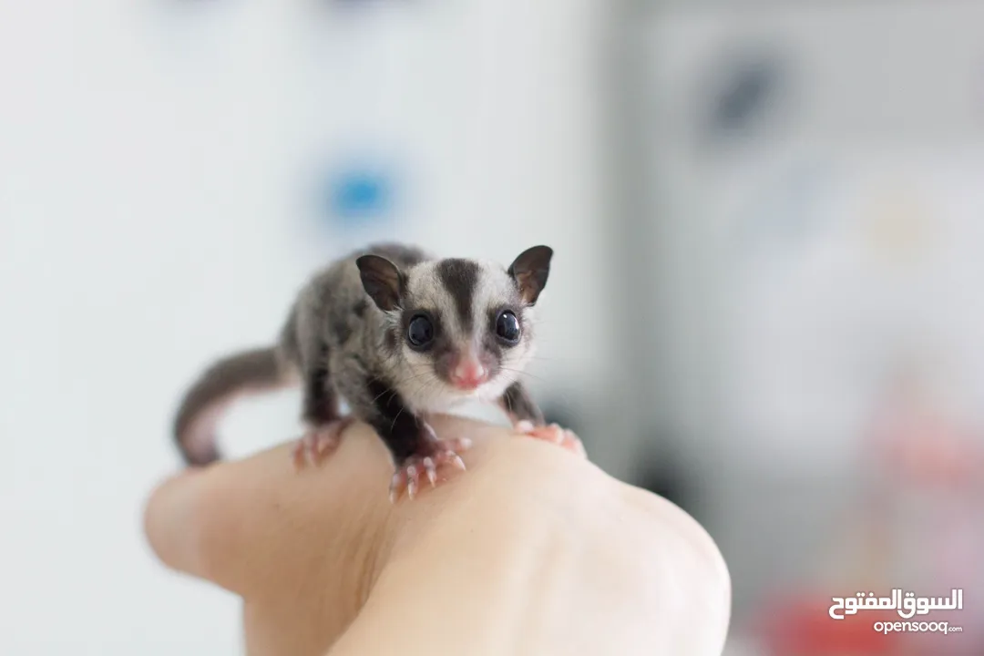 Small Sugar Glider Available