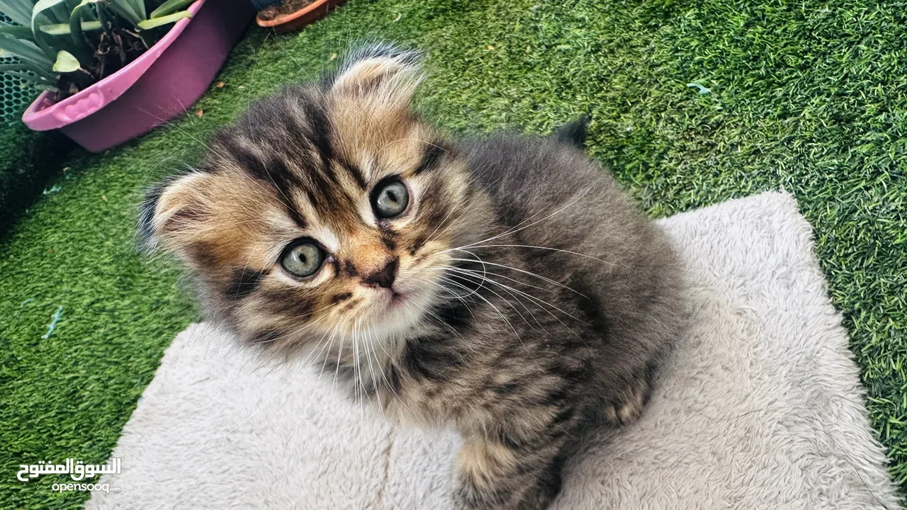 Persian cat & tabby cat