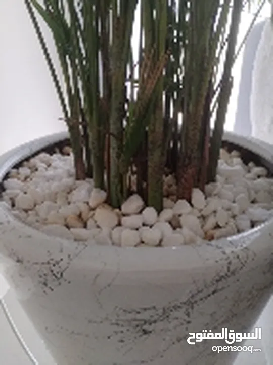 Areca palm with pot - نخيل الأريكا مع وعاء