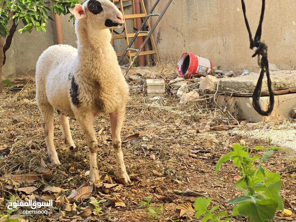 خروف نخب النخب