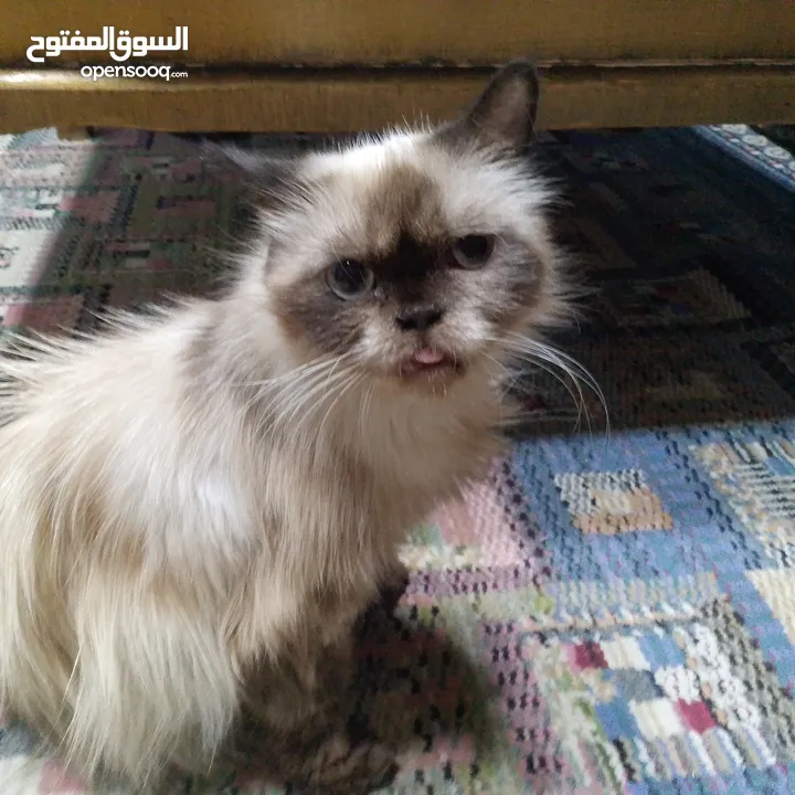 قطه هملايا لعوبه جدا ولطيفه جدا وهداء جدا جدا  الله يبارك ل صاحب النصيب القطه انثى من نوع هملايا