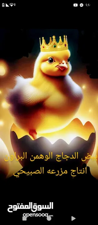 بيض لوهمن براون خط اول مخصب ومكفول